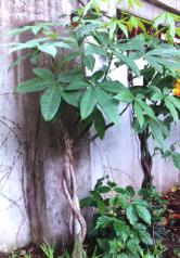 ���Ԥڮ�.JPG (12951 bytes)