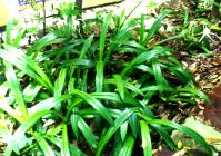 �@�ɦʦX.JPG (12702 bytes)