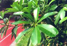 �ªO��1.JPG (12714 bytes)