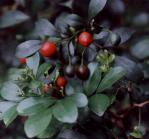 �C����.JPG (5386 bytes)