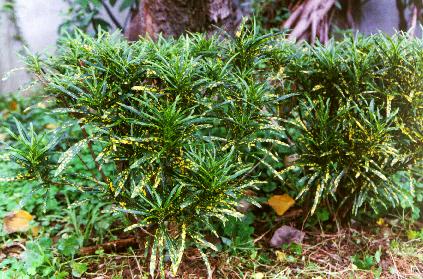 �y�P�ܸ���.JPG (48382 bytes)