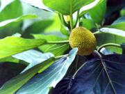 flower41-1.JPG11.JPG (7169 bytes)