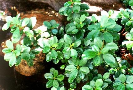 �p���_-1.JPG (38734 bytes)