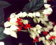 �s�R�]1.JPG (7819 bytes)