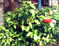 �j���P��.JPG (13736 bytes)