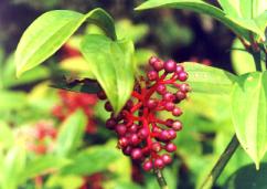 �x�W���d����.JPG (10715 bytes)