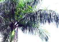 �j�����l1.JPG (11281 bytes)