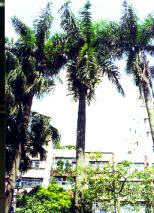 �j�����l.JPG (13003 bytes)