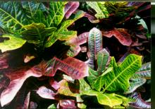 �P�u�ܸ���1.JPG (12637 bytes)