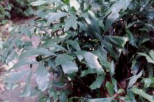 �O�ߤճ����l.JPG (10166 bytes)