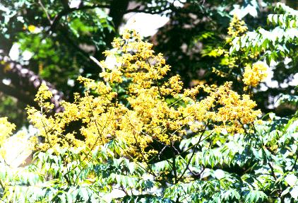 �x�W���-1.JPG (53233 bytes)