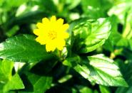 �n����۵�1.JPG (7482 bytes)