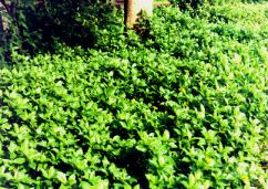 �n����۵�.JPG (20615 bytes)