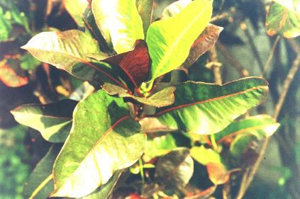 �m���ܸ���.JPG (27628 bytes)