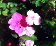 �D�w��P��.JPG (7704 bytes)