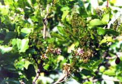 flower64.JPGTr.JPG (15939 bytes)