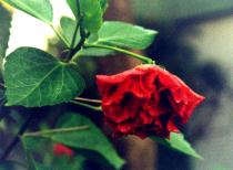 ����1.JPG (7557 bytes)