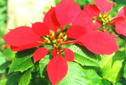 �t�Ϭ�1.JPG (9871 bytes)