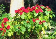 �t�Ϭ�.JPG (14090 bytes)