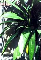 ����˿�1.JPG (9571 bytes)