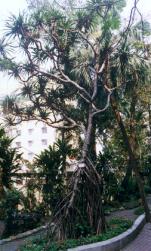 �L��.JPG (13721 bytes)