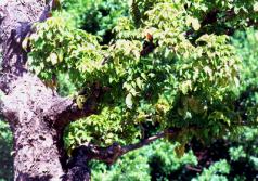 �X�V1.JPG (17428 bytes)