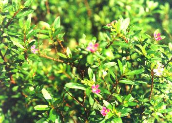 �����X��.JPG (31225 bytes)